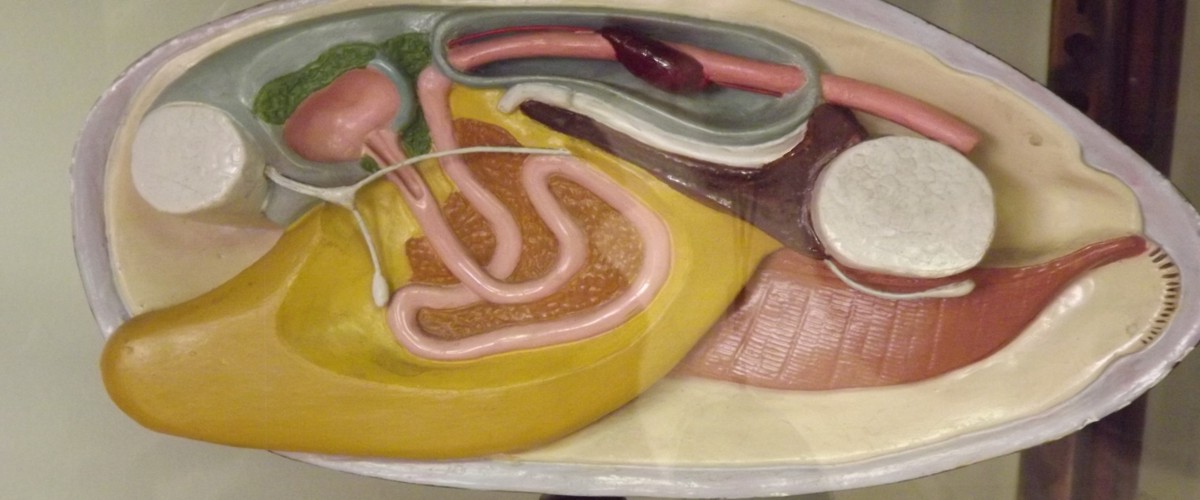 model of internal organs of a bivalve